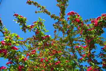 Flores de árbol frutal (Crataegus sp.)