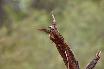 Southern foam nest frog in Blouberg Nature Reserve
