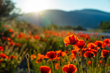 field of red poppy filed on sunset time 