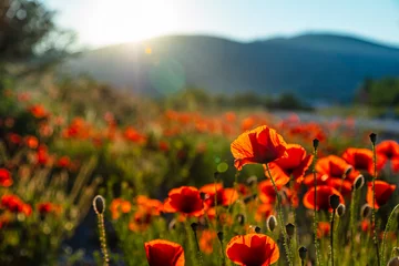 Foto auf Acrylglas Feld der roten Mohnblume bei Sonnenuntergang abgelegt © babaroga