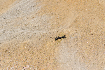 Dried lizard in abandoned kaolin quarry in Harghita Bai, Romania on a hot summer day.