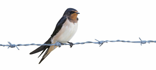 Young of Barn Swallow (Hirundo rustica), isolated on a white background, perched on the barbed wire
