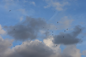 birds in sky