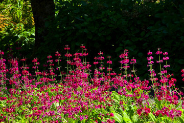 Flores en jardínes Castillo Torosay. Isla de Mull. Inner Hebrides, Scotland. UK