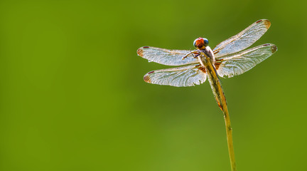 A dragonfly sits on a stalk against a natural background. Concept insects in the wild.