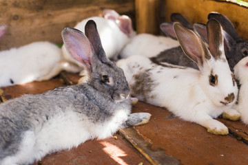 Breeding a large group of rabbits in a small shed.