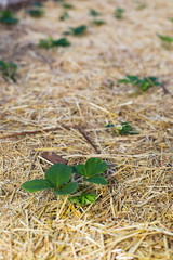 Mulching strawberries in the garden