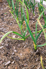 Young garlic in the garden mulching needles with cones