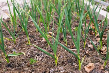 Young garlic in the garden mulching needles with cones