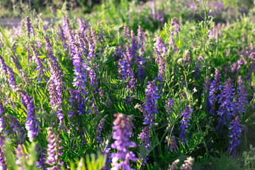 Obraz premium Vicia cracca - beautiful springtime field flowers.