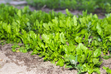 The first spring sorrel in the garden