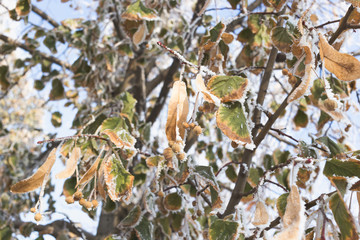 Linden leaves covered with frost