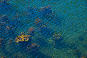 Algas en el mar. Isla de Mull. Inner Hebrides, Scotland. UK