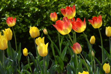 Tulipas bicolor