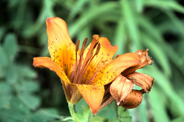 Lilium sp.; wild orange lily in Tuscan woodland, region of Florence