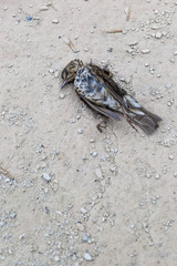 Dead bird on concrete floor