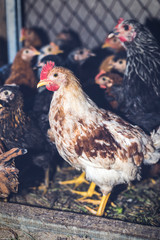 Chickens on the farm. Toned, style, color photo