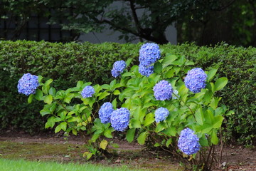 あじさい アジサイ 花