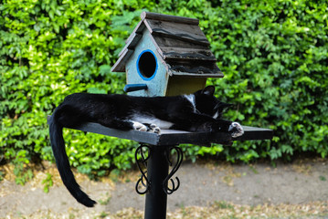 Cat sleeping in the bird house