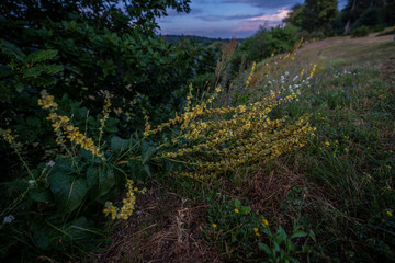 Wild Flowers on Hillside 1