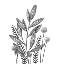 Hand drawn botanical illustration. Flowers and leaves.