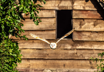 Barn Owl in Flight