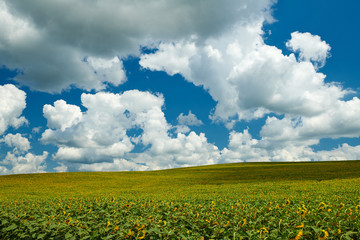 Sunflower field - bright yellow flowers, beautiful summer landscape