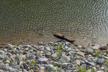 The rocky shore of the pond.