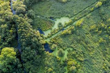 swamp in the forest view from drone. Swampy landscape. View of an impassable swamp from height. Aerial photography Wild forest landscape.