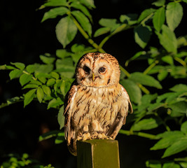 Barn Owl