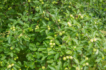 Young green apples, fruits on the branches of apple trees