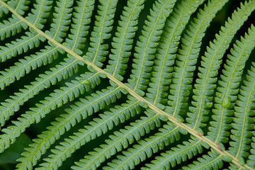 Fern after the rain. Fragment of leaf close up.