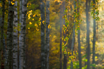 Golden autumn in the birch forest. Branches with yellow and green leaves. Shallow depth of field.