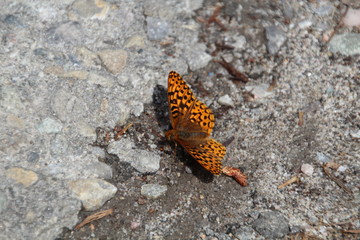 Butterfly On The Rocks, Jasper National Park, Alberta