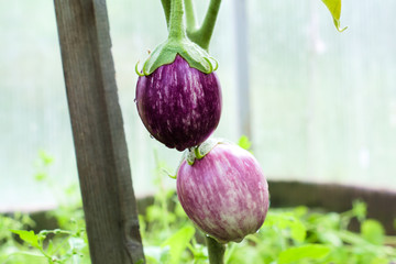Two round striped eggplant on a bush in a greenhouse. Farm season, agricultural concept
