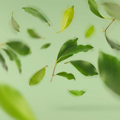Vividly flying in the air green tea leaves isolated on white background 3d illustration.