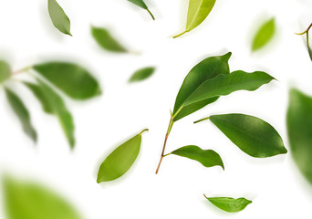 Vividly flying in the air green tea leaves isolated on white background 3d illustration.