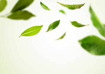 Vividly flying in the air green tea leaves isolated on white background 3d illustration.