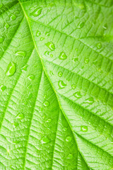 Natural background with raspberries leaf texture in raindrops, rainy weather, macro backdrop
