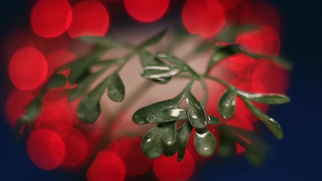 Close-Up Of Ruta Graveolens, Common Rue. Red Bokeh Light Background.