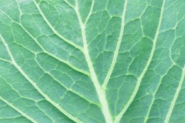 Natural background with cabbage leaf texture