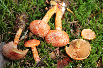 Cortinarius bolaris or Dappled Webcap mushroom. July, Belarus