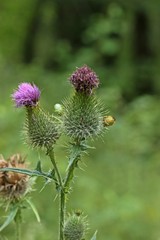 Wanzen an Gewöhnlicher Kratzdistel (Cirsium vulgare)