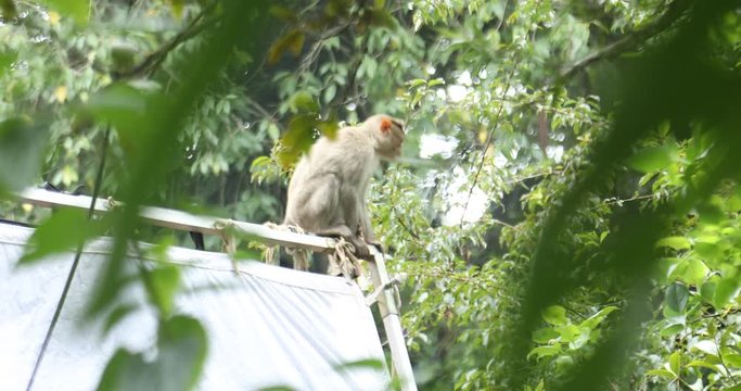Monkey on the Home