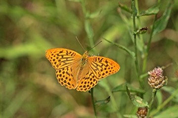 Männlicher Kaisermantel (Argynnis paphia) auf  Wiesen-Flockenblume (Centaurea jacea)