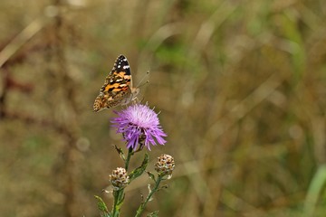 Obraz premium Distelfalter (Vanessa cardui) auf Wiesen-Flockenblume (Centaurea jacea)