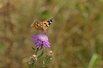 Distelfalter (Vanessa cardui) auf  Wiesen-Flockenblume (Centaurea jacea)