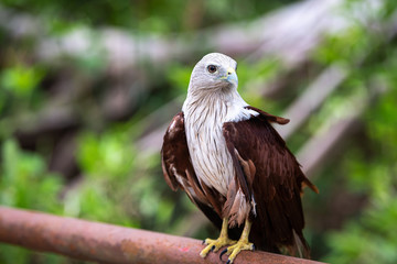 Brahminy kite or Red backed sea eagle on iron rail