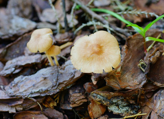 Close-up of fresh brown mushroom and green grass after thunder storm