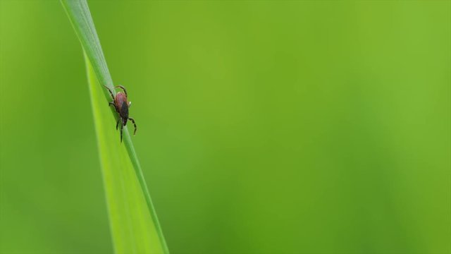 Tick (Ixodes ricinus) waiting for its victim on a grass blade - parasite potentially carrying dangerous diseases